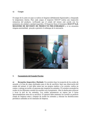 28
x) Cargue
El cargue de la carne en cajas se realiza en furgones debidamente higienizados y chequeada
la temperatura interna. Para cada cargue el inspector HACCP realiza una inspección
minuciosa del producto, verificando que el estado del mismo esté acorde con los
parámetros de calidad y sanidad requeridos. El Inspector llena el formulario HACCP No.8.
REGISTRO DE REVISION DE PRODUCTO PRE-EMBARQUE y si no encuentra
ninguna anormalidad, procede a permitir el embarque de la mercancía.
2. Faenamiento del Ganado Porcino
a) Recepción, Inspección y Duchado: Un corralero hace la recepción de los cerdos de
acuerdo a la lista de cupos destinados para el día de sacrificio; hace una observación del
estado del animal, el cual debe entrar por sus propios medios a los corrales, realiza un
conteo y entrega un recibo a la persona que trasporta los animales. El corralero acomoda los
cerdos en los diferentes corrales de acuerdo con el propietario. Abre la ducha para refrescar
y lavar la piel de los animales. Los cerdos permanecen en reposo por 8 horas
aproximadamente antes de su sacrificio. El operario debe mantener los corrales en perfecto
estado de limpieza antes y después de recibir los animales y efectuar las desinfecciones
periódicas señaladas en los manuales de limpieza.
 