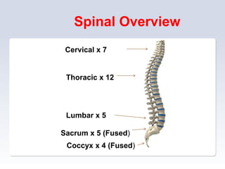 Cervical x 7
Thoracic x 12
Lumbar x 5
Sacrum x 5 (Fused)
Coccyx x 4 (Fused)
Spinal Overview
 