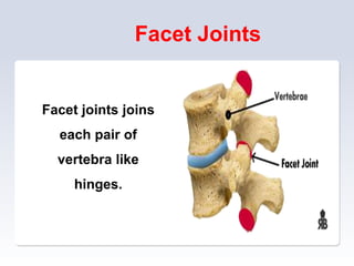 Facet Joints
Facet joints joins
each pair of
vertebra like
hinges.
 