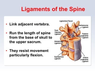 Ligaments of the Spine
• Link adjacent vertebra.
• Run the length of spine
from the base of skull to
the upper sacrum.
• They resist movement
particularly flexion.
 