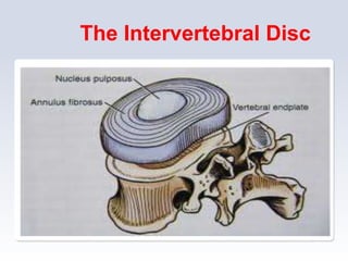 The Intervertebral Disc
 