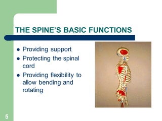 5
THE SPINE’S BASIC FUNCTIONS
⚫ Providing support
⚫ Protecting the spinal
cord
⚫ Providing flexibility to
allow bending and
rotating
 