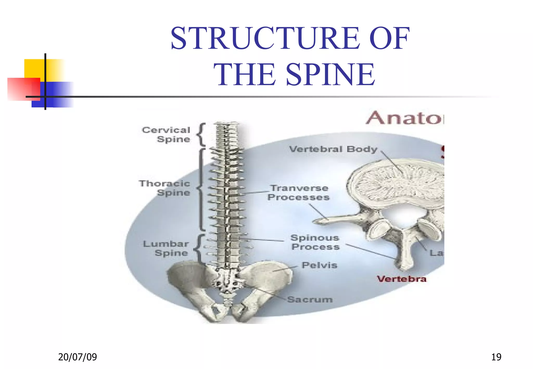 STRUCTURE OF
             THE SPINE




20/07/09                  19
 