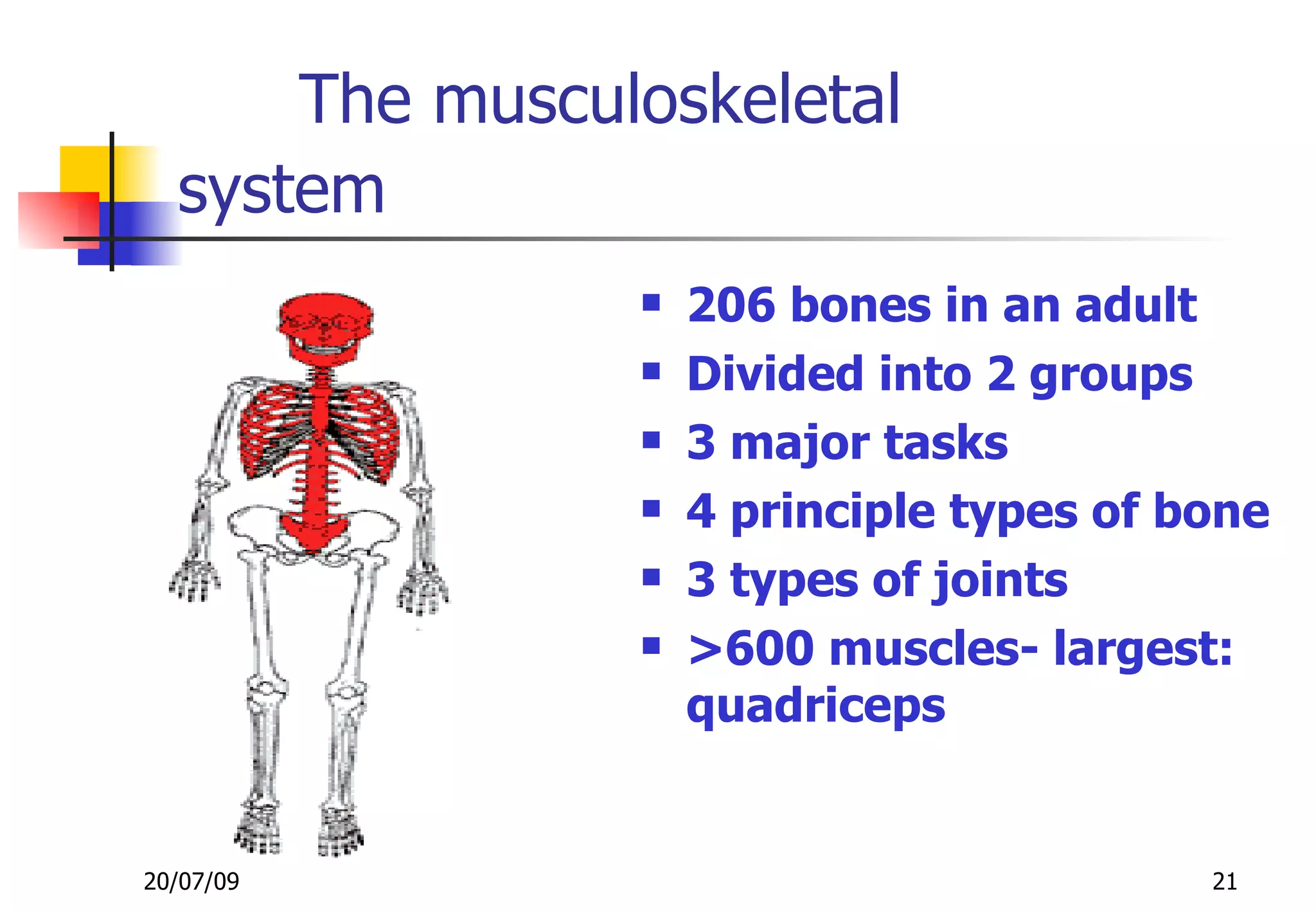 The musculoskeletal
  system
                   206 bones in an adult
                   Divided into 2 groups
                   3 major tasks
                   4 principle types of bone
                   3 types of joints
                   >600 muscles- largest:
                    quadriceps


20/07/09                                  21
 