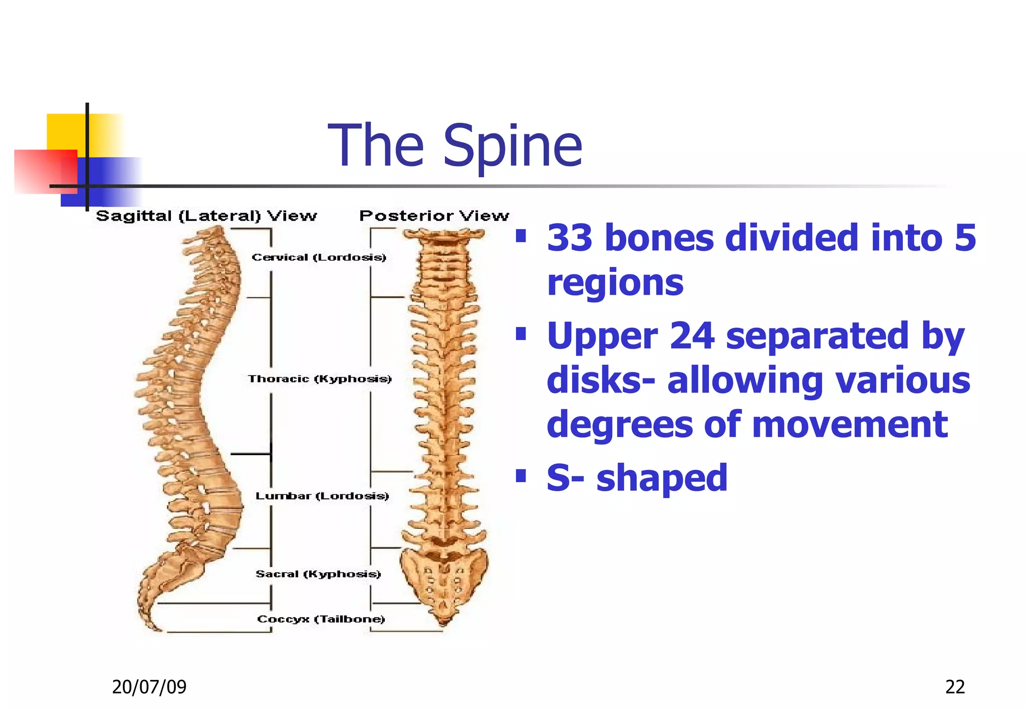 The Spine
                    33 bones divided into 5
                     regions
                    Upper 24 separated by
                     disks- allowing various
                     degrees of movement
                    S- shaped




20/07/09                                  22
 