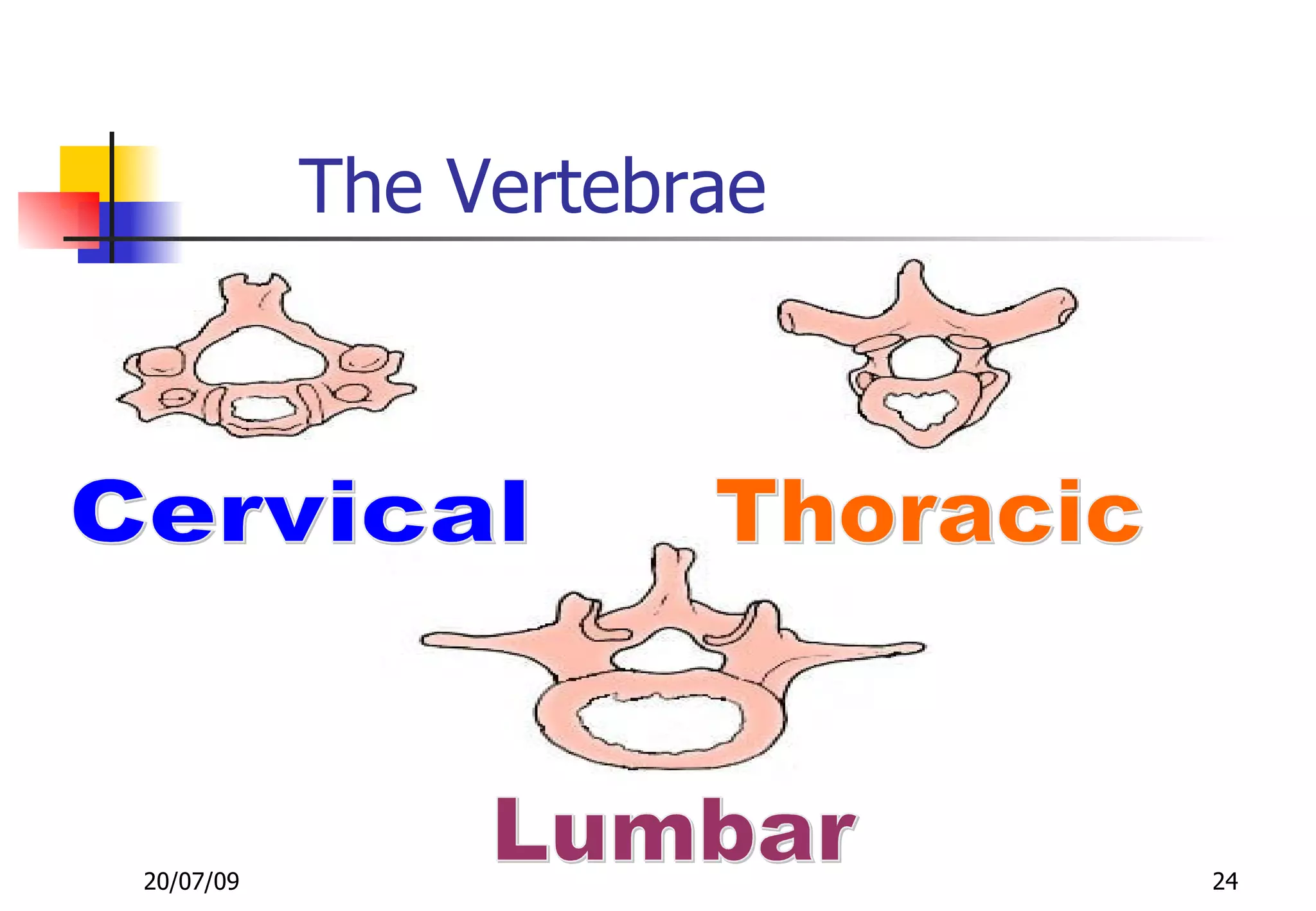 The Vertebrae




20/07/09                   24
 
