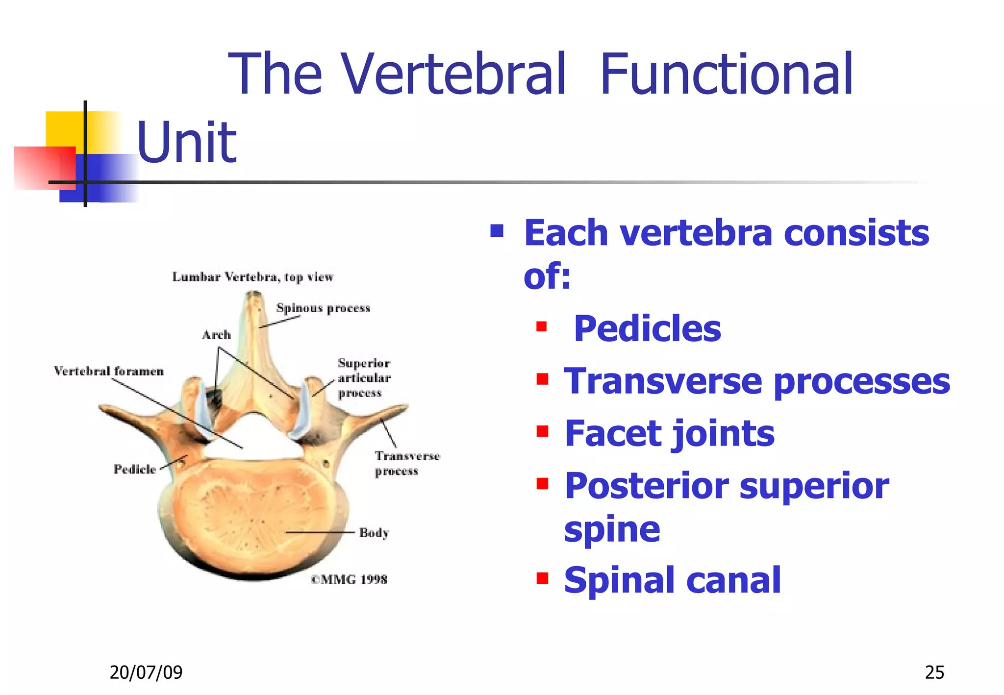 The Vertebral Functional
  Unit
                  Each vertebra consists
                   of:
                    
                       Pedicles
                     Transverse processes

                     Facet joints

                     Posterior superior

                      spine
                     Spinal canal



20/07/09                                25
 