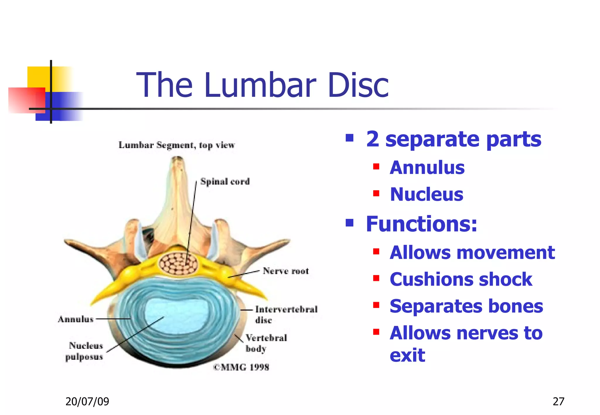 The Lumbar Disc
                          2 separate parts
                              Annulus
                              Nucleus
                          Functions:
                              Allows movement
                              Cushions shock
                              Separates bones
                              Allows nerves to
                               exit

20/07/09                                      27
 