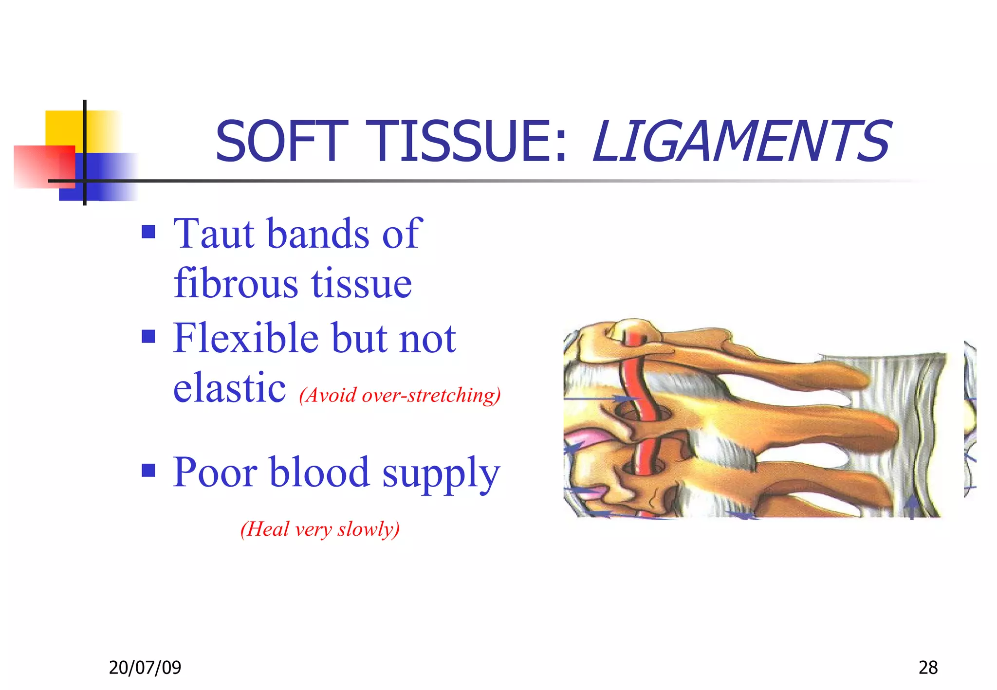 SOFT TISSUE: LIGAMENTS
    Taut bands of
     fibrous tissue
    Flexible but not
     elastic (Avoid over-stretching)
    Poor blood supply
            (Heal very slowly)




20/07/09                               28
 