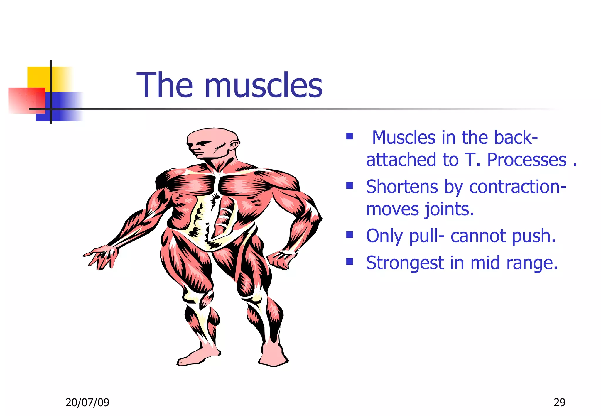 The muscles
                             Muscles in the back-
                             attached to T. Processes .
                            Shortens by contraction-
                             moves joints.
                            Only pull- cannot push.
                            Strongest in mid range.




20/07/09                                            29
 