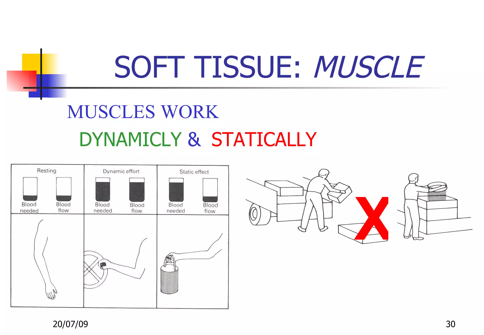 SOFT TISSUE: MUSCLE
   MUSCLES WORK
    DYNAMICLY & STATICALLY



                             X
20/07/09                         30
 