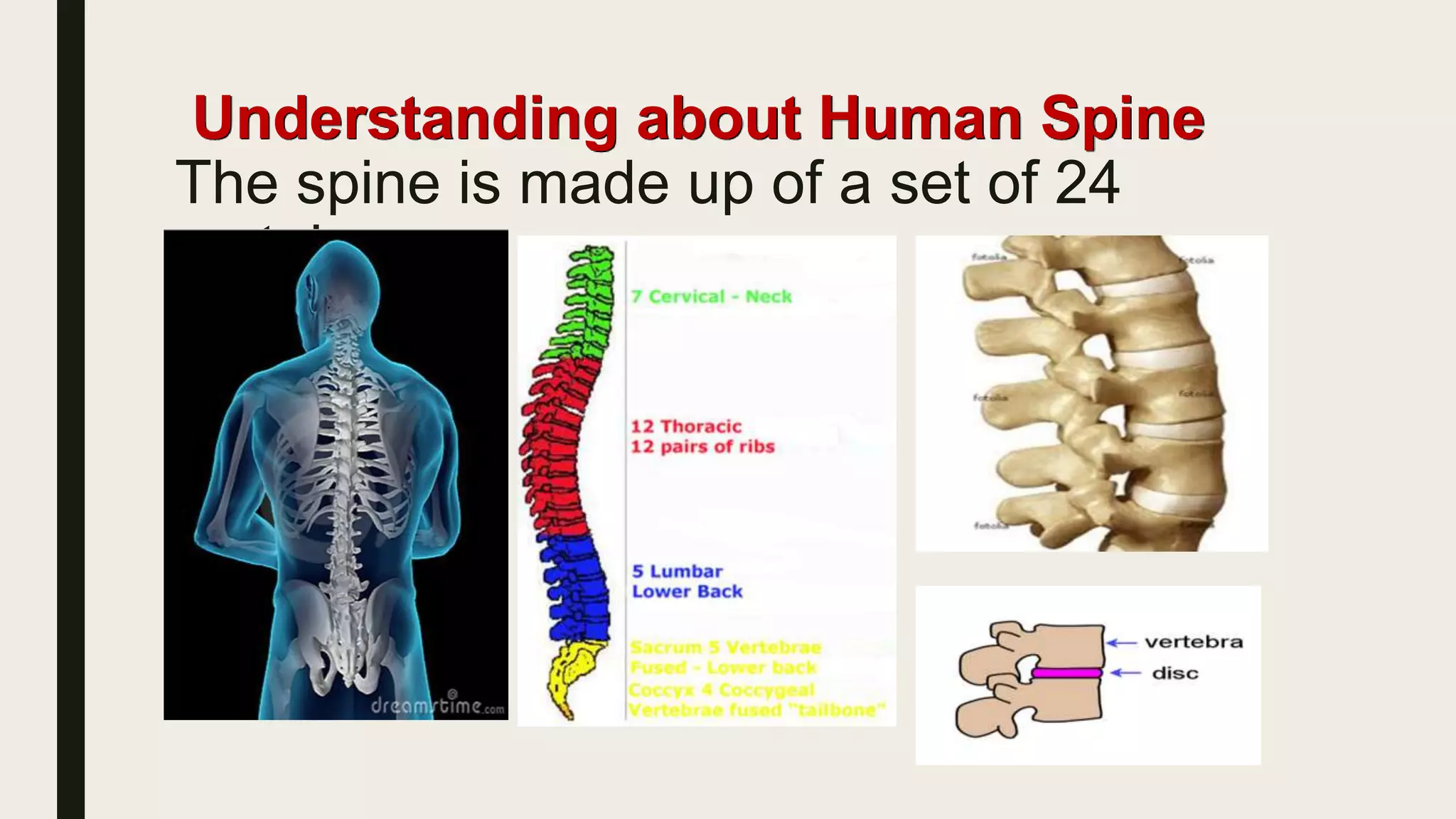 Understanding about Human Spine
The spine is made up of a set of 24
vertebrae
 