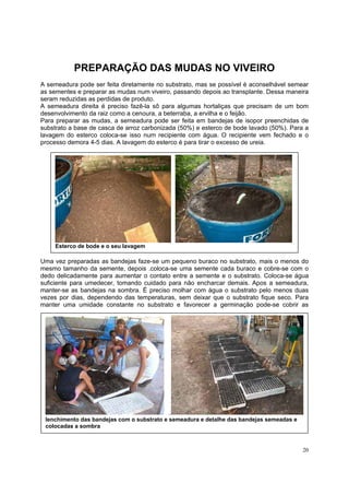 PREPARAÇÃO DAS MUDAS NO VIVEIRO
A semeadura pode ser feita diretamente no substrato, mas se possível è aconselhável semear
as sementes e preparar as mudas num viveiro, passando depois ao transplante. Dessa maneira
seram reduzidas as perdidas de produto.
A semeadura direita é preciso fazê-la sô para algumas hortaliças que precisam de um bom
desenvolvimento da raiz como a cenoura, a beterraba, a ervilha e o feijão.
Para preparar as mudas, a semeadura pode ser feita em bandejas de isopor preenchidas de
substrato a base de casca de arroz carbonizada (50%) e esterco de bode lavado (50%). Para a
lavagem do esterco coloca-se isso num recipiente com água. O recipiente vem fechado e o
processo demora 4-5 dias. A lavagem do esterco é para tirar o excesso de ureia.




     Esterco de bode e o seu lavagem

Uma vez preparadas as bandejas faze-se um pequeno buraco no substrato, mais o menos do
mesmo tamanho da semente, depois .coloca-se uma semente cada buraco e cobre-se com o
dedo delicadamente para aumentar o contato entre a semente e o substrato. Coloca-se água
suficiente para umedecer, tomando cuidado para não encharcar demais. Apos a semeadura,
manter-se as bandejas na sombra. É preciso molhar com água o substrato pelo menos duas
vezes por dias, dependendo das temperaturas, sem deixar que o substrato fique seco. Para
manter uma umidade constante no substrato e favorecer a germinação pode-se cobrir as




                                            ..
 Ienchimento das bandejas com o substrato e semeadura e detalhe das bandejas semeadas e
 colocadas a sombra



                                                                                          20
 