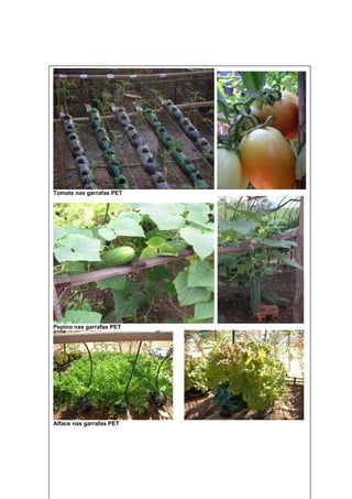 Tomate nas garrafas PET




Pepino nas garrafas PET




Alface nas garrafas PET




                          23
 