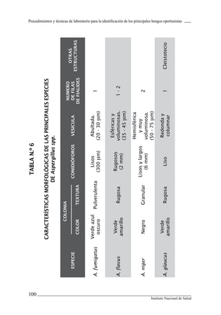Procedimientos y técnicas de laboratorio para la identificación de los principales hongos oportunistas
100
Instituto Nacional de Salud
TABLAN.º6
CARACTERÍSTICASMORFOLÓGICASDELASPRINCIPALESESPECIES
DEAspergillusspp.
ESPECIE
COLONIA
CONIDIÓFOROSVESICULA
NUMERO
DEFILAS
DEFIALIDES
OTRAS
ESTRUCTURASCOLORTEXTURA
A.fumigatus
Verdeazul
oscuro
Pulverulenta
Lisos
(300μm)
Abultada.
(20-30μm)
1
A.flavus
Verde
amarillo
Rugosa
Rugosos
(2mm)
Esféricasy
voluminosas.
(35-45μm)
1-2
A.nigerNegroGranular
Lisosylargos
(6mm)
Hemisférica
ymuy
voluminosa.
(50-75μm)
2
A.glaucus
Verde
amarillo
RugosaLiso
Redonday
columnar
1Cleistotecio
Manual de Procedimiento.indd 100 14/9/07 14:41:10
 