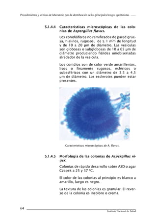 64
Instituto Nacional de Salud
Procedimientos y técnicas de laboratorio para la identificación de los principales hongos oportunistas
5.1.4.4	 Características microscópicas de las colo-
nias de Aspergillus flavus.
Los conidióforos no ramificados de pared grue-
sa, hialinos, rugosos, de ≥ 1 mm de longitud
y de 10 a 20 μm de diámetro. Las vesículas
son globosas o subglobosas de 10 a 65 μm de
diámetro produciendo fiálides uniobiseriadas
alrededor de la vesícula.
Los conidios son de color verde amarillentos,
lisos o finamente rugosos, esféricos o
subesféricos con un diámetro de 3,5 a 4,5
μm de diámetro. Los esclerotes pueden estar
presentes.
5.1.4.5	 Morfología de las colonias de Aspergillus ni-
ger.
Colonias de rápido desarrollo sobre ASD o agar
Czapek a 25 y 37 ºC.
El color de las colonias al principio es blanco a
amarillo, luego es negro.
La textura de las colonias es granular. El rever-
so de la colonia es incoloro o crema.
Caracteristicas microscópicas de A. flavus.
Manual de Procedimiento.indd 64 14/9/07 14:40:57
 