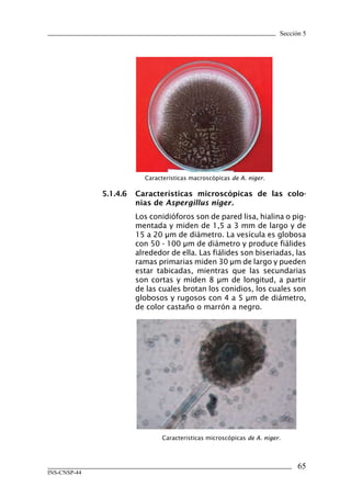 Sección 5
65
INS-CNSP-44
5.1.4.6	 Características microscópicas de las colo-
nias de Aspergillus niger.
Los conidióforos son de pared lisa, hialina o pig-
mentada y miden de 1,5 a 3 mm de largo y de
15 a 20 μm de diámetro. La vesícula es globosa
con 50 - 100 μm de diámetro y produce fiálides
alrededor de ella. Las fiálides son biseriadas, las
ramas primarias miden 30 μm de largo y pueden
estar tabicadas, mientras que las secundarias
son cortas y miden 8 μm de longitud, a partir
de las cuales brotan los conidios, los cuales son
globosos y rugosos con 4 a 5 μm de diámetro,
de color castaño o marrón a negro.
Caracteristicas macroscópicas de A. niger.
Caracteristicas microscópicas de A. niger.
Manual de Procedimiento.indd 65 14/9/07 14:40:59
 