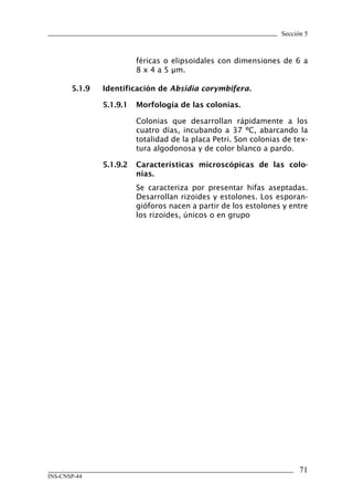 Sección 5
71
INS-CNSP-44
féricas o elipsoidales con dimensiones de 6 a
8 x 4 a 5 μm.
5.1.9	 Identificación de Absidia corymbifera.
5.1.9.1	 Morfología de las colonias.
Colonias que desarrollan rápidamente a los
cuatro días, incubando a 37 ºC, abarcando la
totalidad de la placa Petri. Son colonias de tex-
tura algodonosa y de color blanco a pardo.
5.1.9.2	 Características microscópicas de las colo-
nias.
Se caracteriza por presentar hifas aseptadas.
Desarrollan rizoides y estolones. Los esporan-
gióforos nacen a partir de los estolones y entre
los rizoides, únicos o en grupo
Manual de Procedimiento.indd 71 14/9/07 14:41:03
 