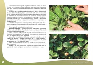 34
Capitulo VI - Propagação e plantio
As estruturas de propagação vegetativa utilizadas podem ser classi-
ficadas em: rebentos, ramas, bulbilhos, tubérculos, perfilhos, esto-
lhos, etc. Elas são plantadas diretamente no local definitivo, em covas
ou sulcos.
As razões para que a propagação vegetativa seja a única utiliza-
da para determinadas espécies está relacionada com a incapacida-
de de produzir sementes férteis (como é o caso do alho),ou então,
as sementes são produzidas somente em condições ecológicas espe-
ciais (como a mandioquinha-salsa e a couve-manteiga). Também, a
propagação vegetativa torna-se interessante, devido à capacidade
de antecipar a colheita e a cultura ser idêntica a planta que se
deseja cultivar.
Como desvantagem nesse método, podemos citar o acúmulo de vírus e
outros patógenos, responsáveis pela perda de vigor e de produtividade.
Os exemplos de reprodução vegetativa são:
rebentos / perfilhos - são brotos laterais que surgem nas plantas
adultas ou ao redor delas, chamadas de mudas - ex.: alcachofra, couve,
cebolinha, mandioquinha-salsa.
ramas - utiliza-se pedaços de 20-30cm de comprimento das ramas ou
hastes de plantas adultas, enterrando-se inclinadamente mais da meta-
de - ex.: agrião, batata-doce, espinafre.
tubérculos - como é o caso da batata, cujos tubérculos devem ter de
3 a 4cm de tamanho e brotados (com brotos de 1 a 2cm de tamanho).
bulbilhos - no caso do alho, em que chamamos o bulbilho de dente,
devendo este ter 1 a 2 gramas de peso.
frutos - para o plantio do chuchu, usa-se o fruto com o broto de 15 a
20cm de altura.
estolhos - no caso do morango, utilizam-se os brotos que saem da
planta-mãe (caule rastejante que enraíza em contato com o solo).
Retirada de mudas (rebentos) de couve
 