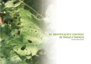 XII. IDENTIFICAÇÃO E CONTROLE
DE PRAGAS E DOENÇAS
Juscelino Nobuo Shiraki
 