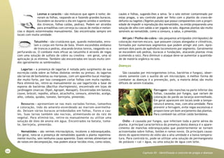 64
Capitulo XII - Identificação e controle de pragas e doenças
Lesmas e caracóis - são moluscos que agem à noite; de-
voram as folhas, raspando-as e fazendo grandes buracos.
Escondem-se durante o dia em lugares úmidos e sombrea-
dos (troncos, folhas caídas, pedras). Podem ser atraídos
para armadilhas com cerveja ou cascas de melão e melan-
cias e depois exterminadas manualmente. São encontradas sempre em
locais com muita umidade.
Tatuzinho - são crustáceos que, quando molestados, enro-
lam o corpo em forma de bola. Vivem escondidos embaixo
de troncos e pedras, atacando brotos tenros, rasgando-os e
perfurando-os. O combate mais eficaz ao tatuzinho é através de regas
com uma solução de sulfato de cobre ou creolina – em geral, uma só
aplicação já os elimina. Também são encontrados em locais muito úmi-
dos (geralmente os sombreados).
Lagartas - a presença de lagartas é notada pelo surgimento de sua
excreção caída sobre as folhas (bolotas verdes ou pretas). As lagartas
são larvas de borboletas ou mariposas, com um aparelho bucal mastiga-
dor muito forte, por isso conseguem cortar folhas com muita rapidez.
Para eliminá-las, retire-as manualmente ou use lagarticida a base de
esporos de bactérias (Bacillus thuringiensis), encontrado em lojas de
jardinagem (marcas: Dipel, Agropel, Manapel). Encontradas em batata,
couve, brócoli, repolho, alface, alcachofra, cenoura, almeirão, acelga,
alho, cebola, quiabo, tomate, berinjela, pimentão.
Besouros - apresentam-se nas mais variadas formas, tamanhos
e coloração, indo do amarelo-esverdeado ao marrom-avermelha-
do. Deixam vários buracos arredondados em folhas, flores e cau-
les. Suas larvas também são nocivas, alimentando-se da raiz do
vegetal. Para eliminá-los, retire-os manualmente ou utilize uma
solução de óleo de anona em água. Encontrados na batata, toma-
te, berinjela, pimentão.
Nematóides - são vermes microscópicos, incolores a esbranquiçados.
Em geral, nota-se a presença de nematóides quando a planta repentina-
mente murcha, sem nenhuma causa aparente. Esses vermes alimentam-se
de raízes em decomposição, mas podem atacar tecidos vivos, como raízes,
caules e folhas, sugando-lhes a seiva. Se o solo estiver contaminado por
estas pragas, o seu controle pode ser feito com o plantio do cravo-de-
defunto ou tagetes (Tagetes patula) que possui componentes com a propri-
edade de impedir a reprodução dos nematóides, ou então preparando uma
solução de alho com sabão a ser jogada no solo. Algumas plantas são muito
sensíveis ao nematóide, como a cenoura, a salsa, o pimentão.
Mil-pés / Piolho-de-cobra - são pequenos artrópodos (miriápodos) de
coloração marrom-escura, que possuem corpos alongados e cilíndricos,
formados por numerosos segmentos que podem atingir até cem. Apre-
sentam dois pares de apêndices locomotores por segmento. Geralmente
se escondem sob pedras, buracos e fundações, atacando plantas vivas
(comendo a raiz). Para diminuir o ataque deve-se aumentar a quantida-
de de matéria orgânica no solo.
Doenças
São causadas por microrganismos (vírus, bactérias e fungos), obser-
váveis somente com o auxílio de um microscópio. A melhor forma de
combater as doenças é a prevenção, pois, a maioria delas são muito
difíceis de serem tratadas.
Ferrugem - são manchas na parte inferior das
folhas, causadas por fungos, que variam de
coloração do pardo ao laranja-avermelhado.
Em geral aparecem em locais onde a tempe-
ratura é amena, mas, com alta umidade. Para
prevenir a ferrugem, evite regas excessivas e
proporcione um bom arejamento das plantas.
Para combatê-las utilize calda bordalesa.
Oídio - é causada por fungos, que infectam toda a parte aérea da
planta. A principal característica da presença desta doença é o apare-
cimento de manchas esbranquiçadas que posteriormente se tornam
acinzentadas sobre folhas, botões e ramos novos. Os principais causa-
dores do aparecimento do oídio são a alta umidade e a baixa tempera-
tura. Para controlá-lo, pode-se utilizar uma solução de permanganato
de potássio + cal + água, ou uma solução de água com leite.
 