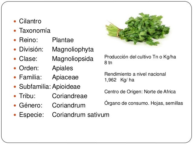 Resultado de imagen para taxonomia cilantro