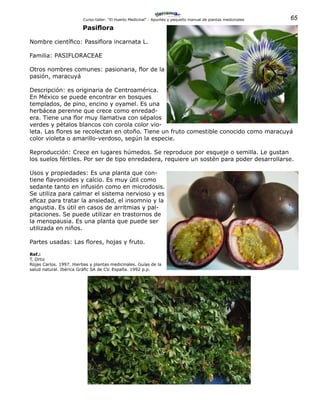 65Curso-taller: “El Huerto Medicinal” - Apuntes y pequeño manual de plantas medicinales
Pasiflora
Nombre científico: Passiflora incarnata L.
Familia: PASIFLORACEAE
Otros nombres comunes: pasionaria, flor de la
pasión, maracuyá
Descripción: es originaria de Centroamérica.
En México se puede encontrar en bosques
templados, de pino, encino y oyamel. Es una
herbácea perenne que crece como enredad-
era. Tiene una flor muy llamativa con sépalos
verdes y pétalos blancos con corola color vio-
leta. Las flores se recolectan en otoño. Tiene un fruto comestible conocido como maracuyá
color violeta o amarillo-verdoso, según la especie.
Reproducción: Crece en lugares húmedos. Se reproduce por esqueje o semilla. Le gustan
los suelos fértiles. Por ser de tipo enredadera, requiere un sostén para poder desarrollarse.
Usos y propiedades: Es una planta que con-
tiene flavonoides y calcio. Es muy útil como
sedante tanto en infusión como en microdosis.
Se utiliza para calmar el sistema nervioso y es
eficaz para tratar la ansiedad, el insomnio y la
angustia. Es útil en casos de arritmias y pal-
pitaciones. Se puede utilizar en trastornos de
la menopausia. Es una planta que puede ser
utilizada en niños.
Partes usadas: Las flores, hojas y fruto.
Ref.:
T. Ortiz
Rojas Carlos. 1997. Hierbas y plantas medicinales. Guías de la
salud natural. Ibérica Gráfic SA de CV. España. 1992 p.p.
 