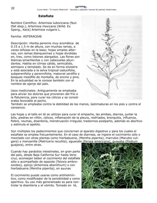 32 Curso-taller: “El Huerto Medicinal” - Apuntes y pequeño manual de plantas medicinales
Estafiate
Nombre Cientifico: Artemisia ludoviciana (Nut-
tfall sbsp.), Artemisia mexicana (Willd. Ex
Speng., Keck) Artemisia vulgaris L.
Familia: ASTERACEAE
Descripción: Hierba perenne muy aromática de
0.15 a 1.5 m de altura, con muchas ramas, a
veces leñosas en la base; hojas simples alter-
nas, con ramas blanquecinas y hojas divididas
en, tres, como listones alargados. Las flores son
blancas-amarillentas y con cabezuelas abun-
dantes. Habita en climas cálido, semicálido,
semiseco y templado. Se da en forma silvestre
y está asociada a la selva tropical caducifolia,
subperenifolia y perennifolia; matorral xerófilo y
bosques mesófilo de montaña, de encino y pino.
En la actualidad se le conoce también con el
nombre de ajenjo del país.
Usos medicinales: Antiguamente se empleaba
para aliviar los dolores que provienen del frío o
la flatulencia, para curar los cólicos y se consid-
eraba favorable al pecho.
También se empleaba contra la debilidad de las manos, lastimaduras en los pies y contra el
cansancio.
Las hojas y el tallo en té se utilizan para curar el empacho, las amibas, diarrea, juntar la
bilis, piedras en riñón, cólicos, inflamación de la pleura, resfriados, bronquitis, influenza,
fiebre, reumas, disentería, menstruación irregular, trastornos postparto, además es abortivo
y estimula el apetito.
Son múltiples los padecimientos que conciernen al aparato digestivo y para los cuales el
estafiate se emplea frecuentemente. En el caso de diarreas, se ingiere el cocimiento sólo o
mezclado con otras plantas como hierbabuena, (Mentha piperita), marrubio (Marubio vul-
gare) y manzanilla (Matricaria recutita), aguacate (Persea americana), guayaba (Psidium
guajava), entre otras.
Cuando hay parásitos intestinales, en gran parte
del país, desde Baja California Sur hasta Vera-
cruz, aconsejan beber el cocimiento del estafiate
sólo o acompañado de epazote (Teloxis ambro-
sioides), ajenjo (Artemisia absinthium) o con
hierbabuena (Mentha piperita), en ayunas
El cocimiento puede usarse como antihelmín-
tico, como modificador de la sensibilidad y como
aperitivo. Su uso más generalizado es para con-
trolar la disentería y el vómito. Tomado en té,
 