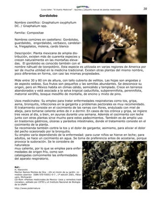 39Curso-taller: “El Huerto Medicinal” - Apuntes y pequeño manual de plantas medicinales
Gordolobo
Nombre cientifico: Gnaphalium oxyphyllum
DC. / Gnaphalium spp.
Familia: Compositae
Nombres comúnes en castellano: Gordolobo,
guardalobo, engordalobo, verbasco, candelar-
ia, friegaplatos, molena, cardo blanco
Descripción: Planta mexicana de amplia dis-
tribución, existen más de cuarenta especies y
crecen naturalmente en las montañas eleva-
das. El gordolobo es conocido también con el
nombre náhuatl de tzonpotónic. Esta especie es utilizada en varias regiones de America por
ser de mucha utilidad en la medicina tradicional. Existen otras plantas del mismo nombre,
poco diferentes en forma, con casi las mismas propiedades.
Mide entre 30 y 80 cm de altura, con tallo cubierto de vellitos. Las hojas son angostas y
de aspecto sedoso. Sus frutos son pequeños y las semillas abundantes. Se desconoce su
origen, pero en México habita en climas cálido, semicálido y templado. Crece en terrenos
abandonados y está asociada a la selva tropical caducifolia, subperennifolia, perennifolia,
matorral xerófilo, bosque mesófilo de montaña, de encino y mixto de pino.
Usos medicinales: Su empleo para tratar enfermedades respiratorias como tos, gripa,
asma, bronquitis, infecciones en la garganta y problemas pectorales es muy recomendado.
El tratamiento consiste en el cocimiento de las ramas con flores, endulzado con miel de
abeja, para tomarse caliente antes de ir a dormir. En casos de tos crónica y gripa, se ingiere
tres veces al día, o bien, en ayunas durante una semana. Además el cocimiento con leche
junto con otras plantas sirve mucho para estos padecimientos. También es de amplio uso
en trastornos gástricos, úlceras y parásitos intestinales, donde el tratamiento consiste en el
cocimiento de la planta.
Se recomienda también contra la tos y el dolor de garganta; asimismo, para aliviar el dolor
del pecho ocasionado por la bronquitis.
Su empleo varía dependiendo de la enfermedad: para curar niños se hierve en leche; para
adultos, se hace un cocimiento en agua. Se toma de preferencia antes de acostarse, porque
provoca la sudoración. Se le considera de
naturaleza
muy caliente, por lo que se emplea para enfer-
medades de origen frío, como son
catalogadas comúnmente las enfermedades
del aparato respiratorio.
Ref.:
H. Hieronimi
Mechor Ramos Montes de Oca - «En el rincón de su jardín- re-
medios caseros» ISBN 970-93051-0-7 , 1ª edición 2001, Pátzc-
uaro, Michoacán
CD-Rom «Plantas medicinales de Mexico- Usos y remedios tradi-
cionales», editado por CETEI y el Instituto Nacional de Biología
de la UNAM
http://www.podernatura
 