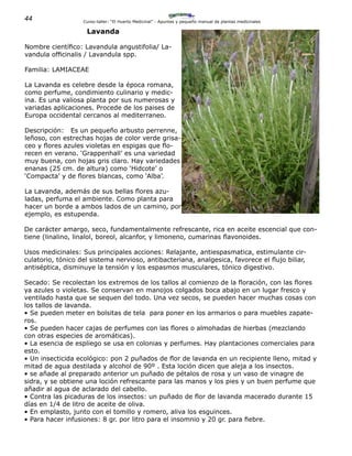44 Curso-taller: “El Huerto Medicinal” - Apuntes y pequeño manual de plantas medicinales
Lavanda
Nombre científico: Lavandula angustifolia/ La-
vandula officinalis / Lavandula spp.
Familia: LAMIACEAE
La Lavanda es celebre desde la época romana,
como perfume, condimiento culinario y medic-
ina. Es una valiosa planta por sus numerosas y
variadas aplicaciones. Procede de los paises de
Europa occidental cercanos al mediterraneo.
Descripción: Es un pequeño arbusto perrenne,
leñoso, con estrechas hojas de color verde grisa-
ceo y flores azules violetas en espigas que flo-
recen en verano. ‘Grappenhall’ es una variedad
muy buena, con hojas gris claro. Hay variedades
enanas (25 cm. de altura) como ‘Hidcote’ o
‘Compacta’ y de flores blancas, como ‘Alba’.
La Lavanda, además de sus bellas flores azu-
ladas, perfuma el ambiente. Como planta para
hacer un borde a ambos lados de un camino, por
ejemplo, es estupenda.
De carácter amargo, seco, fundamentalmente refrescante, rica en aceite escencial que con-
tiene (linalino, linalol, boreol, alcanfor, y limoneno, cumarinas flavonoides.
Usos medicinales: Sus principales acciones: Relajante, antiespasmatica, estimulante cir-
culatorio, tónico del sistema nervioso, antibacteriana, analgesica, favorece el flujo biliar,
antiséptica, disminuye la tensión y los espasmos musculares, tónico digestivo.
Secado: Se recolectan los extremos de los tallos al comienzo de la floración, con las flores
ya azules o violetas. Se conservan en manojos colgados boca abajo en un lugar fresco y
ventilado hasta que se sequen del todo. Una vez secos, se pueden hacer muchas cosas con
los tallos de lavanda.
• Se pueden meter en bolsitas de tela para poner en los armarios o para muebles zapate-
ros.
• Se pueden hacer cajas de perfumes con las flores o almohadas de hierbas (mezclando
con otras especies de aromáticas).
• La esencia de espliego se usa en colonias y perfumes. Hay plantaciones comerciales para
esto.
• Un insecticida ecológico: pon 2 puñados de flor de lavanda en un recipiente lleno, mitad y
mitad de agua destilada y alcohol de 90º . Esta loción dicen que aleja a los insectos.
• se añade al preparado anterior un puñado de pétalos de rosa y un vaso de vinagre de
sidra, y se obtiene una loción refrescante para las manos y los pies y un buen perfume que
añadir al agua de aclarado del cabello.
• Contra las picaduras de los insectos: un puñado de flor de lavanda macerado durante 15
días en 1/4 de litro de aceite de oliva.
• En emplasto, junto con el tomillo y romero, aliva los esguinces.
• Para hacer infusiones: 8 gr. por litro para el insomnio y 20 gr. para fiebre.
 