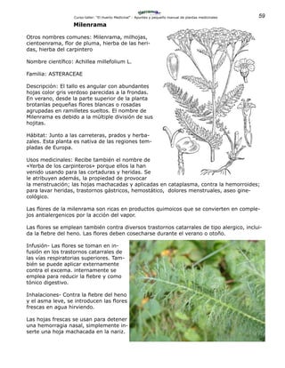 59Curso-taller: “El Huerto Medicinal” - Apuntes y pequeño manual de plantas medicinales
Milenrama
Otros nombres comunes: Milenrama, milhojas,
cientoenrama, flor de pluma, hierba de las heri-
das, hierba del carpintero
Nombre científico: Achillea millefolium L.
Familia: ASTERACEAE
Descripción: El tallo es angular con abundantes
hojas color gris verdoso parecidas a la frondas.
En verano, desde la parte superior de la planta
brotanlas pequeñas flores blancas o rosadas
agrupadas en ramilletes sueltos. El nombre de
Milenrama es debido a la múltiple división de sus
hojitas.
Hábitat: Junto a las carreteras, prados y herba-
zales. Esta planta es nativa de las regiones tem-
pladas de Europa.
Usos medicinales: Recibe también el nombre de
«Yerba de los carpinteros» porque ellos la han
venido usando para las cortaduras y heridas. Se
le atribuyen además, la propiedad de provocar
la menstruación; las hojas machacadas y aplicadas en cataplasma, contra la hemorroides;
para lavar heridas, trastornos gástricos, hemostático, dolores menstruales, aseo gine-
cológico.
Las flores de la milenrama son ricas en productos quimoicos que se convierten en comple-
jos antialergenicos por la acción del vapor.
Las flores se emplean también contra diversos trastornos catarrales de tipo alergico, inclui-
da la fiebre del heno. Las flores deben cosecharse durante el verano o otoño.
Infusión- Las flores se toman en in-
fusión en los trastornos catarrales de
las vías respiratorias superiores. Tam-
bién se puede aplicar externamente
contra el excema. internamente se
emplea para reducir la fiebre y como
tónico digestivo.
Inhalaciones- Contra la fiebre del heno
y el asma leve, se introducen las flores
frescas en agua hirviendo.
Las hojas frescas se usan para detener
una hemorragia nasal, simplemente in-
serte una hoja machacada en la nariz.
 