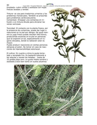 60 Curso-taller: “El Huerto Medicinal” - Apuntes y pequeño manual de plantas medicinales
Emplasto- cubrir cortes y arañazos con hojas
frescas lavadas y vendar.
Tintura- se usa para trastornos urinarios y los
problemas menstruales. También se prescribe
para problemas cardiovasculares.
Compresas- Empapar una compresa en in-
fusión o en tintura diluida para alivianar las
venas varicosas
Toxicidad: El contacto con la planta fresca, por
la presencia de cumarinas, puede dar lugar a
reacciones en la piel por alergia. De igual man-
era su jugo fresco puede resultan foto-tóxico,
produciendo excemas en la piel en personas
que se exponen al sol, especialmente en lu-
gares elevados, donde la radiación solar es
mayor.
Puede producir reacciones en ciertas personas
alérgicas al polen. No tomar en caso de reac-
ciones de hipersensibilidad estomacal.
El cultivo: En cuanto a clima le gusta temp-
lado y templado frio. Es bastante tolerante a
las sequías y resiste las heladas.. .hasta de
15 grados bajo cero. Le gusta media sombra y
asoleado.Crece bien tanto en suelos alcalinos
 