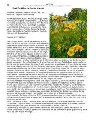 66 Curso-taller: “El Huerto Medicinal” - Apuntes y pequeño manual de plantas medicinales
Pericón (Flor de Santa María)
Nombre científico: Tagetes lucida Cav., Si-
nonimias: Tagetes florida Sweet.
Nombre(s) comun(es): Anicillo, Bashigo (tara-
humara), Bashigóko (tarahumara), Cuauhiyautli
(nahuatl), Curucumín, Curucumis, Flor de muer-
to, Flor de Santa María, Guía laga-zaa (zapo-
teca), Hierba de las nubes, La coronilla, Naná
uarhi (purépecha), Pericón, Periquillo, Santa
Maria, Santa María, Yauhtli, Yerbanís, Yiauhtli,
Yita pericoó, Zacayahucli.
Familia: ASTERACEAE
Descripcion: Planta herbácea perenne, erecta,
hasta de 80 cm de alto, con olor a anís al estru-
jarse; tallos generalmente varios a muchos par-
tiendo de la base, más o menos ramificados, gla-
bros; hojas simples, sésiles, lineares a oblongas,
elípticas u oblanceoladas, de 2-10 cm de largo,
de 0.5-2 cm de ancho, agudas a redondeadas
en el ápice, márgenes aserrados; cabezuelas en
corimbos, sobre pedúnculos bracteados hasta
de 1 cm de largo; invólucro cilíndrico, de 4-12 mm de alto, sus brácteas de 5 a 7, con los
ápices subulados; flores liguladas 3 o 4, amarillas, sus láminas flabeladas o suborbiculares,
de 3-6 mm de largo; flores del disco 5 a 8, sus corolas amarillas de 4-6 mm de largo; aque-
nios linear-claviformes, de 5-8 mm de largo, negruzcos, glabros o algo hispidulos, vilano de
2 escamas aristiformes, de 3-5 mm de largo y 4 o 5 escamas romas de 1-2 mm de largo.
Habitat: Especie de hábito terrestre, arvense, creciendo en bosques de encino a una al-
titud de 2450 hasta 2700 msnm. En bosques de pino-encino se ubica entre los 2500 a
2640 msnm. También se encuentra asociada en bosques de coníferas y otras latifoliadas.
Es común en los claros de bosque ocasionados por disturbio antropogénico. Se fomenta su
crecimiento en los huertos familiares y en los campos de cultivo.
En varios estados de la republica tiene una amplia tradición y aprovechamiento. Se tiene
conocimiento que está especie se utilizaba desde la época prehispánica, aunque actual-
mente sigue teniendo un uso ceremonial, medicinal, insecticida, forrajero, condimenticio y
ornamental. Es una costumbre en muchos lugares colectar el pericón para autoconsumo,
antes del 24 de julio para que no pierda sus propiedades curativas. Para el autoconsumo se
colecta fresco y se hacen manojos que se cuelgan de los techos de las viviendas y de los
graneros para que se sequen y se puedan aprovechar en la época de secas.
En el mercado de Sonora (México, D.F.) se encuentra disponible en verde todo el año, pero
en los meses de noviembre a marzo sólo se encuentra en estado seco, mientras que en los
siguientes esta fresco.
Usos: Bebidas y licores: La parte aérea es utilizada para condimentar bebidas y licores.
Comestible: La parte aérea condimenta en el cocimiento de los elotes y chayotes, además
de que los pinta de color amarillo, los tarahumaras lo toman como té.
Ceremonial y religioso: La parte aérea a través de sahumerios es usada para tratar los
sustos y espantos. Se utiliza para hacer ramilletes en las ceremonias para que llueva y en la
fiesta de San Miguel Arcángel.
 