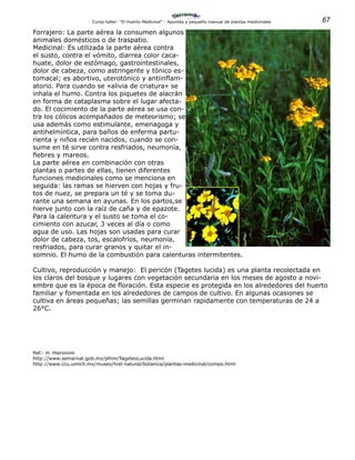 67Curso-taller: “El Huerto Medicinal” - Apuntes y pequeño manual de plantas medicinales
Forrajero: La parte aérea la consumen algunos
animales domésticos o de traspatio.
Medicinal: Es utilizada la parte aérea contra
el susto, contra el vómito, diarrea color caca-
huate, dolor de estómago, gastrointestinales,
dolor de cabeza, como astringente y tónico es-
tomacal; es abortivo, uterotónico y antiinflam-
atorio. Para cuando se «alivia de criatura» se
inhala el humo. Contra los piquetes de alacrán
en forma de cataplasma sobre el lugar afecta-
do. El cocimiento de la parte aérea se usa con-
tra los cólicos acompañados de meteorismo; se
usa además como estimulante, emenagoga y
antihelmíntica, para baños de enferma partu-
rienta y niños recién nacidos, cuando se con-
sume en té sirve contra resfriados, neumonía,
fiebres y mareos.
La parte aérea en combinación con otras
plantas o partes de ellas, tienen diferentes
funciones medicinales como se menciona en
seguida: las ramas se hierven con hojas y fru-
tos de nuez, se prepara un té y se toma du-
rante una semana en ayunas. En los partos,se
hierve junto con la raíz de caña y de epazote.
Para la calentura y el susto se toma el co-
cimiento con azucar, 3 veces al día o como
agua de uso. Las hojas son usadas para curar
dolor de cabeza, tos, escalofríos, neumonía,
resfriados, para curar granos y quitar el in-
somnio. El humo de la combustión para calenturas intermitentes.
Cultivo, reproducción y manejo: El pericón (Tagetes lucida) es una planta recolectada en
los claros del bosque y lugares con vegetación secundaria en los meses de agosto a novi-
embre que es la época de floración. Esta especie es protegida en los alrededores del huerto
familiar y fomentada en los alrededores de campos de cultivo. En algunas ocasiones se
cultiva en áreas pequeñas; las semillas germinan rapidamente con temperaturas de 24 a
26°C.
Ref.: H. Hieronimi
http://www.semarnat.gob.mx/pfnm/TagetesLucida.html
http://www.ccu.umich.mx/museo/hist-natural/botanica/plantas-medicinal/compo.html
 