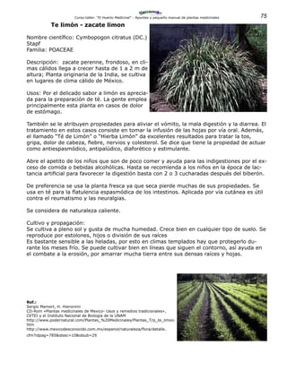 75Curso-taller: “El Huerto Medicinal” - Apuntes y pequeño manual de plantas medicinales
Te limón - zacate limon
Nombre científico: Cymbopogon citratus (DC.)
Stapf
Familia: POACEAE
Descripción: zacate perenne, frondoso, en cli-
mas cálidos llega a crecer hasta de 1 a 2 m de
altura; Planta originaria de la India, se cultiva
en lugares de clima cálido de México.
Usos: Por el delicado sabor a limón es aprecia-
da para la preparación de té. La gente emplea
principalmente esta planta en casos de dolor
de estómago.
También se le atribuyen propiedades para aliviar el vómito, la mala digestión y la diarrea. El
tratamiento en estos casos consiste en tomar la infusión de las hojas por vía oral. Además,
el llamado “Té de Limón” o “Hierba Limón” da excelentes resultados para tratar la tos,
gripa, dolor de cabeza, fiebre, nervios y colesterol. Se dice que tiene la propiedad de actuar
como antiespasmódico, antipalúdico, diaforético y estimulante.
Abre el apetito de los niños que son de poco comer y ayuda para las indigestiones por el ex-
ceso de comida o bebidas alcohólicas. Hasta se recomienda a los niños en la época de lac-
tancia artificial para favorecer la digestión basta con 2 o 3 cucharadas después del biberón.
De preferencia se usa la planta fresca ya que seca pierde muchas de sus propiedades. Se
usa en té para la flatulencia espasmódica de los intestinos. Aplicada por vía cutánea es útil
contra el reumatismo y las neuralgias.
Se considera de naturaleza caliente.
Cultivo y propagación:
Se cultiva a pleno sol y gusta de mucha humedad. Crece bien en cualquier tipo de suelo. Se
reproduce por estolones, hijos o división de sus raíces
Es bastante sensible a las heladas, por esto en climas templados hay que protegerlo du-
rante los meses frío. Se puede cultivar bien en líneas que siguen el contorno, así ayuda en
el combate a la erosión, por amarrar mucha tierra entre sus densas raíces y hojas.
Ref.:
Sergio Mamert, H. Hieronimi
CD-Rom «Plantas medicinales de Mexico- Usos y remedios tradicionales»,
CETEI y el Instituto Nacional de Biología de la UNAM
http://www.podernatural.com/Plantas_%20Medicinales/Plantas_T/p_te_limon.
htm
http://www.mexicodesconocido.com.mx/espanol/naturaleza/flora/detalle.
cfm?idpag=785&idsec=10&idsub=29
 