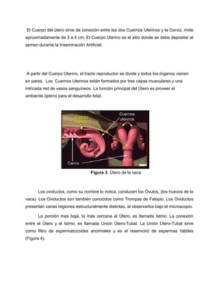 El Cuerpo del útero sirve de conexión entre los dos Cuernos Uterinos y la Cerviz, mide 
aproximadamente de 3 a 4 cm. El Cuerpo Uterino es el sitio donde se debe depositar el 
semen durante la Inseminación Artificial. 
A partir del Cuerpo Uterino, el tracto reproductor se divide y todos los órganos vienen 
en pares. Los Cuernos Uterinos están formados por tres capas musculares y una 
intricada red de vasos sanguíneos. La función principal del Útero es proveer el 
ambiente óptimo para el desarrollo fetal. 
Figura 3. Útero de la vaca 
Los oviductos, como su nombre lo indica, conducen los Óvulos, (los huevos de la 
vaca). Los Oviductos son también conocidos como Trompas de Falopio. Los Oviductos 
presentan varias regiones estructuralmente distintas, al observarlos bajo el microscopio. 
La porción mas baja, la más cercana al Útero, es llamada Istmo. La conexión 
entre el Útero y el Istmo, es llamada Unión Útero-Tubal. La Unión Útero-Tubal sirve 
como filtro de espermatozoides anormales y es el reservorio de espermas hábiles 
(Figura 4). 
 