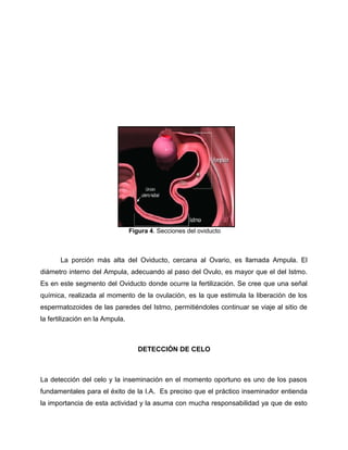 Figura 4. Secciones del oviducto 
La porción más alta del Oviducto, cercana al Ovario, es llamada Ampula. El 
diámetro interno del Ampula, adecuando al paso del Ovulo, es mayor que el del Istmo. 
Es en este segmento del Oviducto donde ocurre la fertilización. Se cree que una señal 
química, realizada al momento de la ovulación, es la que estimula la liberación de los 
espermatozoides de las paredes del Istmo, permitiéndoles continuar se viaje al sitio de 
la fertilización en la Ampula. 
DETECCIÓN DE CELO 
La detección del celo y la inseminación en el momento oportuno es uno de los pasos 
fundamentales para el éxito de la I.A. Es preciso que el práctico inseminador entienda 
la importancia de esta actividad y la asuma con mucha responsabilidad ya que de esto 
 