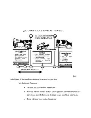 Los 
principales síntomas observables en una vaca en celo son: 
a) Síntomas Externos 
· La vaca se nota Inquieta y nerviosa 
· Al inicio intenta montar a otras vacas pero no permite ser montada 
para luego permitir la monta de otras vacas o del toro calentador 
· Orina y brama con mucha frecuencia 
 