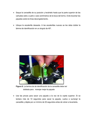 · Saque la canastilla de su posición y levántelo hasta que la parte superior de las 
cañuelas esté a cuatro o seis centímetros de la boca del termo. Evite levantar las 
pajuelas sobre la línea decongelamiento. 
· Ubique la escalerilla deseada. A las escalerillas nuevas se les debe doblar la 
lámina de identificación en un ángulo de 45º. 
Figura 8. La lamina de de identificación de la canastilla debe ser 
doblada para manejar mejor la pajuela 
· Use las pinzas para sacar una pajuela a la vez de la copita superior. Si se 
tardara más de 10 segundos para sacar la pajuela, vuelva a sumergir la 
canastilla y déjela por un mínimo de 30 segundos antes de volver a levantarla. 
 