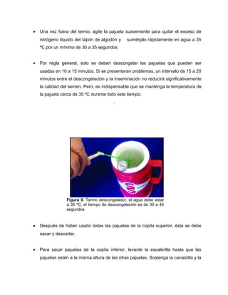 · Una vez fuera del termo, agite la pajuela suavemente para quitar el exceso de 
nitrógeno líquido del tapón de algodón y sumérjalo rápidamente en agua a 35 
ºC por un mínimo de 30 a 35 segundos 
· Por regla general, solo se deben descongelar las pajuelas que pueden ser 
usadas en 10 a 15 minutos. Si se presentaran problemas, un intervalo de 15 a 20 
minutos entre el descongelación y la inseminación no reducirá significativamente 
la calidad del semen. Pero, es indispensable que se mantenga la temperatura de 
la pajuela cerca de 35 ºC durante todo este tiempo. 
. 
Figura 9. Termo descongelador, el agua debe estar 
a 35 ºC, el tiempo de descongelación es de 30 a 45 
segundos 
· Después de haber usado todas las pajuelas de la copita superior, ésta se debe 
sacar y descartar. 
· Para sacar pajuelas de la copita inferior, levante la escalerilla hasta que las 
pajuelas estén a la misma altura de las otras pajuelas. Sostenga la canastilla y la 
 