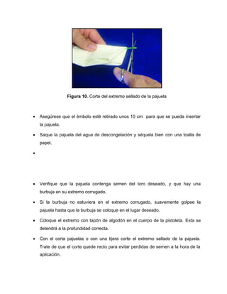 Figura 10. Corte del extremo sellado de la pajuela 
· Asegúrese que el émbolo esté retirado unos 10 cm para que se pueda insertar 
la pajuela. 
· Saque la pajuela del agua de descongelación y séquela bien con una toalla de 
papel. 
· 
· Verifique que la pajuela contenga semen del toro deseado, y que hay una 
burbuja en su extremo corrugado. 
· Si la burbuja no estuviera en el extremo corrugado, suavemente golpee la 
pajuela hasta que la burbuja se coloque en el lugar deseado. 
· Coloque el extremo con tapón de algodón en el cuerpo de la pistoleta. Esta se 
detendrá a la profundidad correcta. 
· Con el corta pajuelas o con una tijera corte el extremo sellado de la pajuela. 
Trate de que el corte quede recto para evitar perdidas de semen a la hora de la 
aplicación. 
 