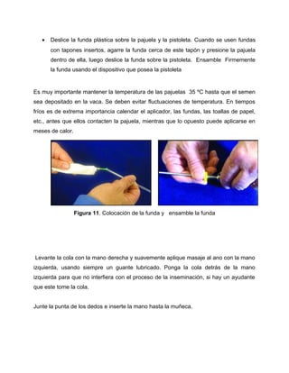· Deslice la funda plástica sobre la pajuela y la pistoleta. Cuando se usen fundas 
con tapones insertos, agarre la funda cerca de este tapón y presione la pajuela 
dentro de ella, luego deslice la funda sobre la pistoleta. Ensamble Firmemente 
la funda usando el dispositivo que posea la pistoleta 
Es muy importante mantener la temperatura de las pajuelas 35 ºC hasta que el semen 
sea depositado en la vaca. Se deben evitar fluctuaciones de temperatura. En tiempos 
fríos es de extrema importancia calendar el aplicador, las fundas, las toallas de papel, 
etc., antes que ellos contacten la pajuela, mientras que lo opuesto puede aplicarse en 
meses de calor. 
Figura 11. Colocación de la funda y ensamble la funda 
Levante la cola con la mano derecha y suavemente aplique masaje al ano con la mano 
izquierda, usando siempre un guante lubricado. Ponga la cola detrás de la mano 
izquierda para que no interfiera con el proceso de la inseminación, si hay un ayudante 
que este tome la cola. 
Junte la punta de los dedos e inserte la mano hasta la muñeca. 
 