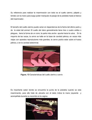 Su referencia para realizar la inseminación con éxito es el cuello uterino, pálpelo y 
tómelo con la mano para luego poder manipular el pasaje de la pistoleta hasta el blanco 
del inseminador. 
El tamaño del cuello uterino puede variar en dependencia de la fecha del último parto y 
de la edad del animal. El cuello del útero generalmente tiene tres o cuatro anillos o 
pliegues, tiene la forma de un cono, la parte más ancha apunta hacia la vulva. En la 
mayoría de las vacas, la cervix se halla en la base de cavidad pélvica, en vacas más 
viejas con aparatos reproductores más grandes, la cervix podría estar sobre el hueso 
pélvico, o en la cavidad abdominal. 
Figura. 13 Características del cuello uterino o cervix 
Es importante saber donde se encuentra la punta de la pistoleta cuando se esta 
inseminando, para ello trate de ubicarla con el dedo índice la mano izquierda y 
acompáñela durante su recorrido en la vagina. 
 