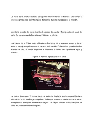 La Vulva es la apertura externa del aparato reproductor de la hembra. Ella cumple 3 
funciones principales: permite el paso de la orina durante el proceso de la micción, 
permite la entrada del pene durante el proceso de copula y forma parte del canal del 
parto. Su estructura esta formada por 2 labios y el clítoris. 
Los Labios de la Vulva están ubicados a los lados de la apertura vulvar, y tienen 
aspecto seco y arrugado cuando la vaca no está en celo. En la medida que el animal se 
acerque al celo, la Vulva empezará a hincharse y tomará una apariencia rojiza y 
húmeda. 
Figura 1. Aparato reproductor de la vaca 
La vagina tiene unos 15 cm de largo, se extiende desde la apertura uretral hasta el 
inicio de la cerviz, es el órgano copulatriz de la vaca, durante la monta natural el semen 
es depositado en la parte anterior de la vagina. La Vagina también sirve como parte del 
canal del parto al momento del parto. 
 