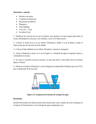 Materiales y método

      Mortero con mano.
      2 matraces Erlenmeyer.
      Recipiente de plástico.
      Manguera.
      Tubo doblado.
      Uvas (25 – 75 g).
      Levadura (5 g).

1.- Machacar los racimos de uva en el mortero, esto produce un zumo (jugo) glucosado en
el que sobrenadan las cáscaras y las semillas; a esto se le llama mosto.

2.- Colocar el zumo de uva en un matraz Erlenmeyer, añadir 5 g de levadura y tapar el
matraz para que la reacción sea más rápida.

3.- Coloca el tubo doblado en el orificio del tapón y conecta la manguera.

4.- Arma el dispositivo como se ve en la Figura 4.1, llenando de agua el segundo matraz y
volteándolo en la tina.

5.- El zumo se enturbia en pocos minutos, se dice que hierve. Para diluir bien la levadura
agitar el matraz.

6.- Observar el matraz Erlenmeyer y de la manguera se desprenden burbujas que son el CO2
que se desprende de la reacción.




                  Figura 4.1. Esquema del sistema de trampa de agua.

Resultados

Escribir brevemente las observaciones del sistema tales como, cambio de color, burbujeo en
el matraz de fermentación y en la trampa de agua, temperatura, etc.
 