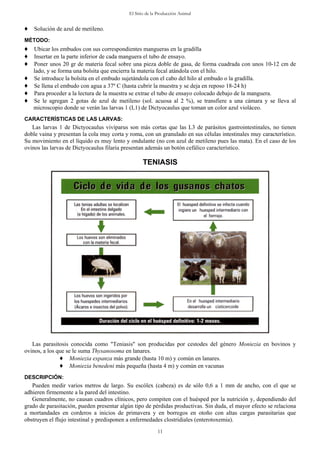 El Sitio de la Producción Animal
11
n de azul de metileno.
♦
os 10-12 cm de
♦ ra.
tileno (sol. acuosa al 2 %), se transfiere a una cámara y se lleva al
les muy característico.
Su movimiento en el líquido es muy lento y ondulante (no con azul de metileno pues las mata). En el caso de los
ovinos las larvas de Dictyocaulus filaria presentan n cefálico característico.
♦ Solució
MÉTODO:
♦ Ubicar los embudos con sus correspondientes mangueras en la gradilla
Insertar en la parte inferior de cada manguera el tubo de ensayo.
♦ Poner unos 20 gr de materia fecal sobre una pieza doble de gasa, de forma cuadrada con un
lado, y se forma una bolsita que encierra la materia fecal atándola con el hilo.
♦ Se introduce la bolsita en el embudo sujetándola con el cabo del hilo al embudo o la gradilla.
♦ Se llena el embudo con agua a 37º C (hasta cubrir la muestra y se deja en reposo 18-24 h)
Para proceder a la lectura de la muestra se extrae el tubo de ensayo colocado debajo de la mangue
♦ Se le agregan 2 gotas de azul de me
microscopio donde se verán las larvas 1 (L1) de Dictyocaulus que toman un color azul violáceo.
CARACTERÍSTICAS DE LAS LARVAS:
Las larvas 1 de Dictyocaulus vivíparus son más cortas que las L3 de parásitos gastrointestinales, no tienen
doble vaina y presentan la cola muy corta y roma, con un granulado en sus células intestina
además un botó
TENIASIS
Las parasit s ero Moniezia en bovinos y
ovinos, a los q s
Moniezia expanza más grande (hasta 10 m) y común en lanares.
ayor efecto se relaciona
corderos a inicios de primavera y en borregos en otoño con altas cargas parasitarias que
obstruyen el flujo intestinal y predisponen a enfermedades clostridiales (enterotoxemia).
osi conocida como "Teniasis" son producidas por cestodes del gén
ue e le suma Thysanosoma en lanares.
♦
♦ Moniezia benedeni más pequeña (hasta 4 m) y común en vacunas
DESCRIPCIÓN:
Pueden medir varios metros de largo. Su escólex (cabeza) es de sólo 0,6 a 1 mm de ancho, con el que se
adhieren firmemente a la pared del intestino.
Generalmente, no causan cuadros clínicos, pero compiten con el huésped por la nutrición y, dependiendo del
grado de parasitación, pueden presentar algún tipo de pérdidas productivas. Sin duda, el m
a mortandades en
 
