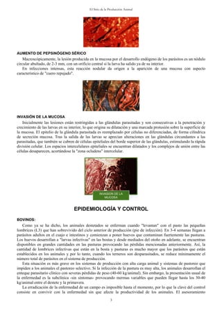 El Sitio de la Producción Animal
AUMENTO DE PEPSINÓGENO SÉRICO
Macroscópicamente, la lesión producida en la mucosa por el desarrollo endógeno de los parásitos es un nódulo
circular abultado, de 2-3 mm, con un orificio central si la larva ha salido ya de su interior.
En infecciones intensas, esta reacción nodular da origen a la aparición de una mucosa con aspecto
característico de "cuero repujado".
INVASIÓN DE LA MUCOSA
Inicialmente las lesiones están restringidas a las glándulas parasitadas y son consecutivas a la penetración y
crecimiento de las larvas en su interior, lo que origina su dilatación y una marcada protusión sobre la superficie de
la mucosa. El epitelio de la glándula parasitada es reemplazado por células no diferenciadas, de forma cilíndrica
de secreción mucosa. Tras la salida de las larvas se aprecian alteraciones en las glándulas circundantes a las
parasitadas, que también se cubren de células epiteliales del borde superior de las glándulas, estimulando la rápida
división celular. Los espacios intercelulares epiteliales se encuentran dilatados y los complejos de unión entre las
células desaparecen, acortándose la "zona ocludens" intercelular.
EPIDEMIOLOGÍA Y CONTROL
BOVINOS:
Como ya se ha dicho, los animales destetados se enferman cuando "levantan" con el pasto las pequeñas
lombrices (L3) que han sobrevivido del ciclo anterior de producción (pie de infección). En 3-4 semanas llegan a
parásitos adultos en el cuajo e intestinos y comienzan a poner huevos que contaminan fuertemente las pasturas.
Los huevos desarrollan a "larvas infectivas" en las bostas y desde mediados del otoño en adelante, se encuentran
disponibles en grandes cantidades en las pasturas provocando las pérdidas mencionadas anteriormente. Así, la
cantidad de lombrices infectivas que están en la bosta y pasturas es mucho mayor que los parásitos que están
establecidos en los animales y por lo tanto, cuando los terneros son desparasitados, se reduce mínimamente el
número total de parásitos en el sistema de producción.
Esta situación es más grave en los sistemas de producción con alta carga animal y sistemas de pastoreo que
impiden a los animales el pastoreo selectivo. Si la infección de la pastura es muy alta, los animales desarrollan el
enteque parasitario clínico con severas pérdidas de peso (40-60 kg/animal). Sin embargo, la presentación usual de
la enfermedad es la subclínica -sin síntomas- provocando mermas variables que pueden llegar hasta los 30-40
kg/animal entre el destete y la primavera.
La erradicación de la enfermedad de un campo es imposible hasta el momento, por lo que la clave del control
consiste en convivir con la enfermedad sin que afecte la productividad de los animales. El asesoramiento
3
 