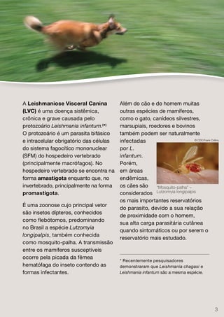 A Leishmaniose Visceral Canina           Além do cão e do homem muitas
(LVC) é uma doença sistêmica,            outras espécies de mamíferos,
crônica e grave causada pelo             como o gato, canídeos silvestres,
protozoário Leishmania infantum.(*)      marsupiais, roedores e bovinos
O protozoário é um parasita bifásico     também podem ser naturalmente
e intracelular obrigatório das células   infectadas                        © CDC/Frank Collins


do sistema fagocítico mononuclear        por L.
(SFM) do hospedeiro vertebrado           infantum.
(principalmente macrófagos). No          Porém,
hospedeiro vertebrado se encontra na     em áreas
forma amastigota enquanto que, no        endêmicas,
invertebrado, principalmente na forma    os cães são    “Mosquito-palha” –
promastigota.                            considerados Lutzomyia longipalpis
                                         os mais importantes reservatórios
É uma zoonose cujo principal vetor
                                         do parasito, devido a sua relação
são insetos dípteros, conhecidos
                                         de proximidade com o homem,
como flebótomos, predominando
                                         sua alta carga parasitária cutânea
no Brasil a espécie Lutzomyia
                                         quando sintomáticos ou por serem o
longipalpis, também conhecida
                                         reservatório mais estudado.
como mosquito-palha. A transmissão
entre os mamíferos susceptíveis
ocorre pela picada da fêmea
                                         * Recentemente pesquisadores
hematófaga do inseto contendo as         demonstraram que Leishmania chagasi e
formas infectantes.                      Leishmania infantum são a mesma espécie.




                                                                                            3
 
