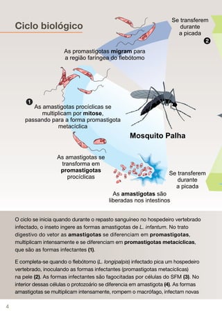 Ciclo biológico
                                                                                       2




         1




    O ciclo se inicia quando durante o repasto sanguíneo no hospedeiro vertebrado
    infectado, o inseto ingere as formas amastigotas de L. infantum. No trato
    digestivo do vetor as amastigotas se diferenciam em promastigotas,
    multiplicam intensamente e se diferenciam em promastigotas metacíclicas,
    que são as formas infectantes (1).

    E completa-se quando o flebótomo (L. longipalpis) infectado pica um hospedeiro
    vertebrado, inoculando as formas infectantes (promastigotas metacíclicas)
    na pele (2). As formas infectantes são fagocitadas por células do SFM (3). No
    interior dessas células o protozoário se diferencia em amastigota (4). As formas
    amastigotas se multiplicam intensamente, rompem o macrófago, infectam novas

4
 
