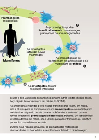 3




                                                                       4




             5




células e pela via linfática ou sanguínea atingem outros tecidos (medula óssea,
baço, fígado, linfonodos) ricos em células do SFM (5).
As amastigotas ingeridas pelos insetos transmissores levam, em média,
oito a 20 dias para se transformarem em promastigotas e se multiplicarem
no intestino, migrando depois para as probóscides e evoluírem para as
formas infectantes, promastigotas metacíclicas. Portanto, um flebotomíneo
infectado demora em média, oito a 20 dias para poder transmitir a L. infantum
para outro hospedeiro vertebrado.
Durante novo repasto sanguíneo, as promastigotas metacíclicas
são inoculadas no hospedeiro susceptível completando o ciclo biológico.

                                                                                  5
 